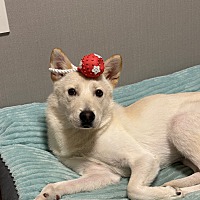 adopt-pet