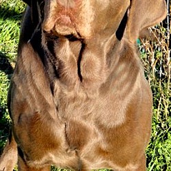 Thumbnail photo of CHARLIE(WOW!! ONE GORGEOUS LAB #4