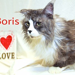 Thumbnail photo of Boris #2