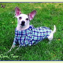 Thumbnail photo of Taco:  The Perfect Chihuahua #2