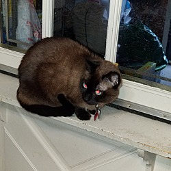 Siamese Kittens For Sale In Alabama Adoptapet Com