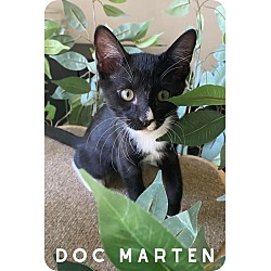 Thumbnail photo of Doc Marten #1