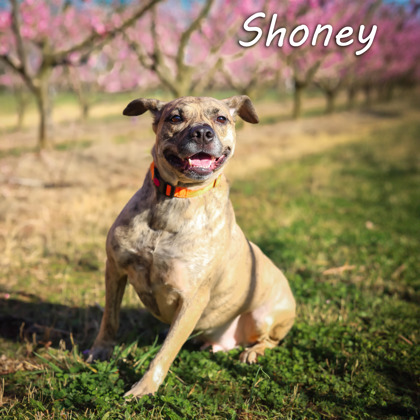 Photo of Shoney