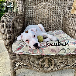 Thumbnail photo of Reuben #3