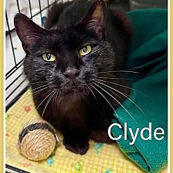 Thumbnail photo of Clyde, Willow Grove (FCID 04/16/2024-104) #2