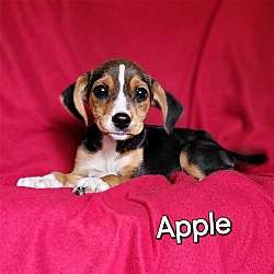 Photo of Apple