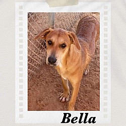 Thumbnail photo of Bella #1