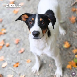 Thumbnail photo of Giselle #1