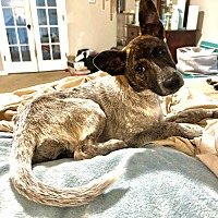 adopt a pet