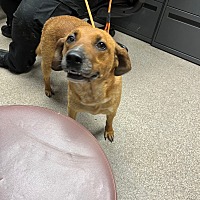 adopt a pet