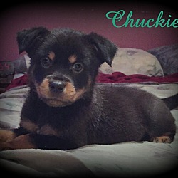 Thumbnail photo of Chuckie #2
