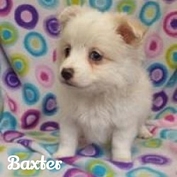 Thumbnail photo of Baxter #2