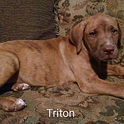 Thumbnail photo of Triton #3