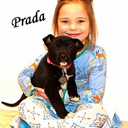 Thumbnail photo of Prada ~ meet me! #1
