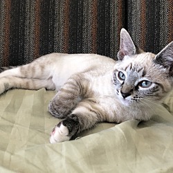 Photo of CHESTER the Snow Tiger Siamese