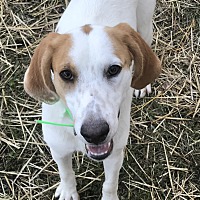 Carteret County Humane Society & Animal Shelter In Newport, North Carolina