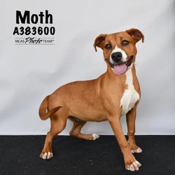Photo of MOTH