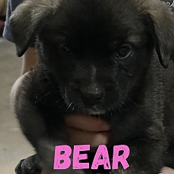 Photo of Bear