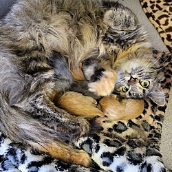 Photo of Cleo