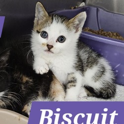 Thumbnail photo of Biscuit #3