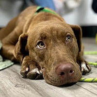adopt a pet