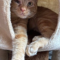 adopt a pet
