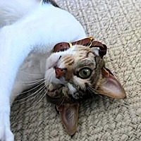 adopt a pet