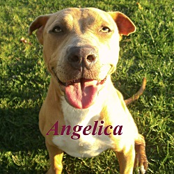 Thumbnail photo of Angelica #1