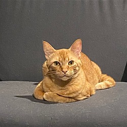 Photo of Cynamon