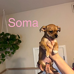 Photo of Soma