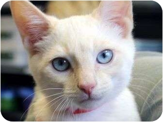 Cincinnati, OH - Siamese. Meet Siamese Kittens a Pet for ...