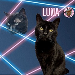 Thumbnail photo of Luna #1