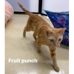 Thumbnail photo of Fruit Punch #3