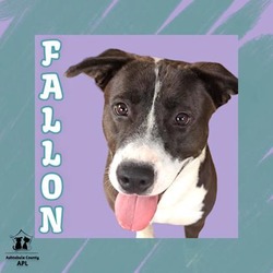 Thumbnail photo of Fallon #1