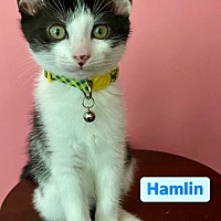 Adopt A Pet :: Hamlin - Leonardtown, MD