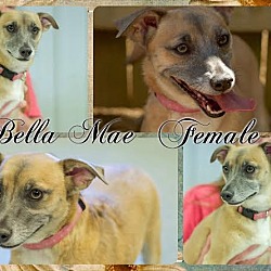 Thumbnail photo of Bella Mae (Pom-dc) #4