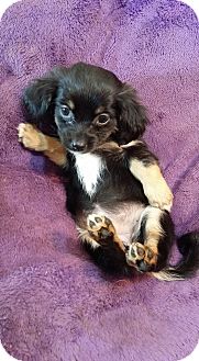 havanese dachshund mix puppies for sale