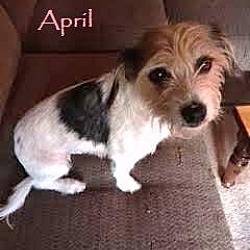 Thumbnail photo of April - Adopted October 2016 #2