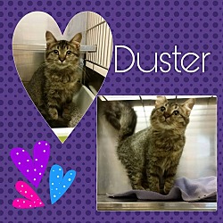 Thumbnail photo of Duster #2