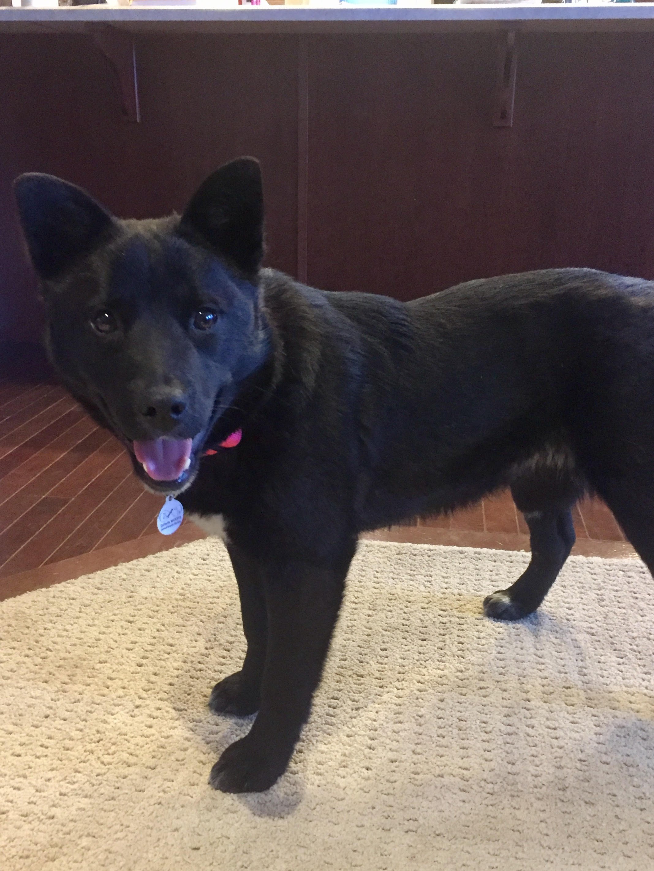 Edmonton Ab Shiba Inu Meet Kenzie A Pet For Adoption