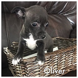 Thumbnail photo of OLIVER #2