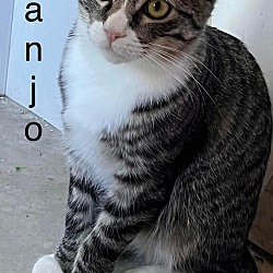 Photo of BANJO
