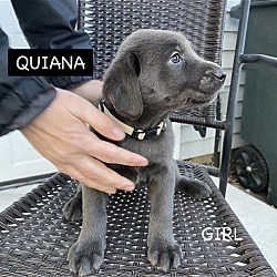Thumbnail photo of QUIANA #2