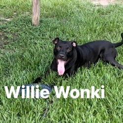 Thumbnail photo of Willi Wonka #3