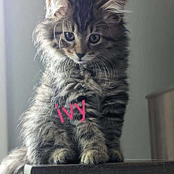 Thumbnail photo of Kitten: Ivy #1