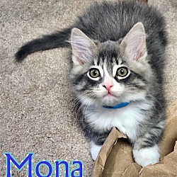 Photo of MONA - Artist Collection Kitten
