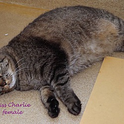 Thumbnail photo of Miss Charlie #2