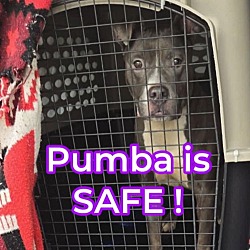 Thumbnail photo of Pumba #1