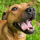 Adopt A Pet :: Florence - Versailles, KY