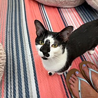 adopt a pet